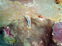 030507_Elphin Stone - Nudibranche quatre couleurs - Dsc02204~